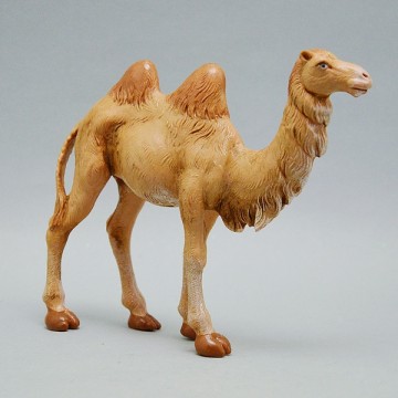 Camel Fontanini