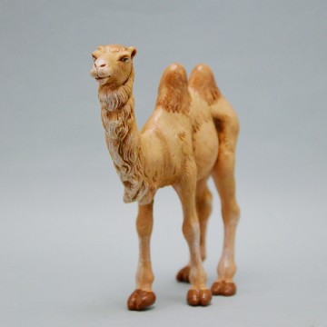Camel Fontanini