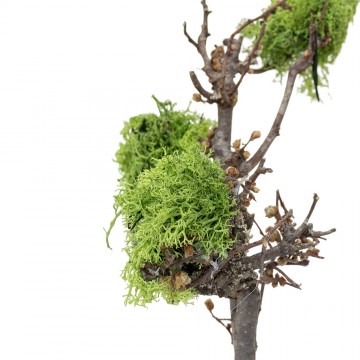 Tree with Lichen for...