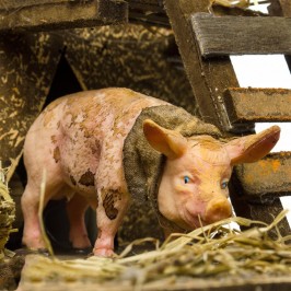 Pig Animated Nativity Scene