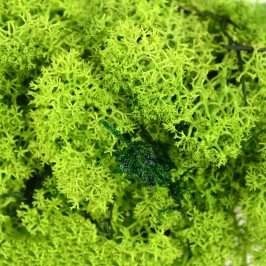 Lichen for Nativity Scenes...