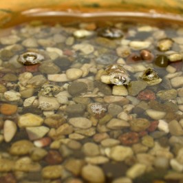 Tank for Lake with Gravel